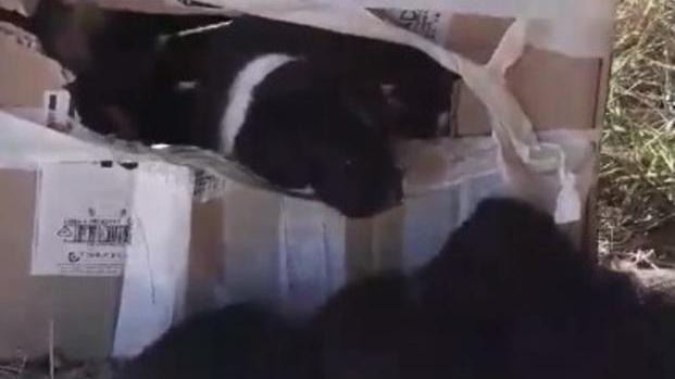 Cuccioli di cane abbandonati per strada in uno scatolone