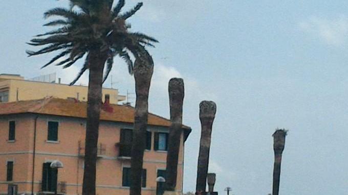 Il punteruolo colpisce ancora Abbattute 46 palme malate