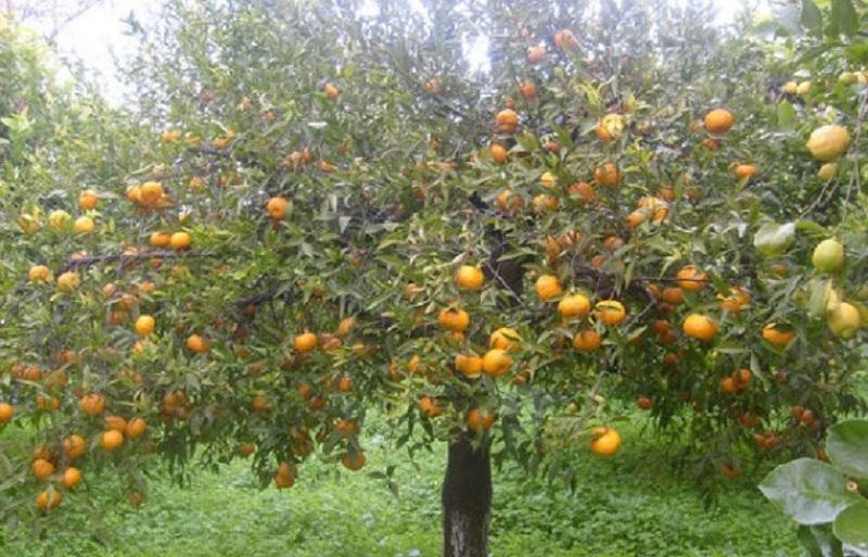 Strapparono i mandarini dagli alberi, due condanne a Sassari