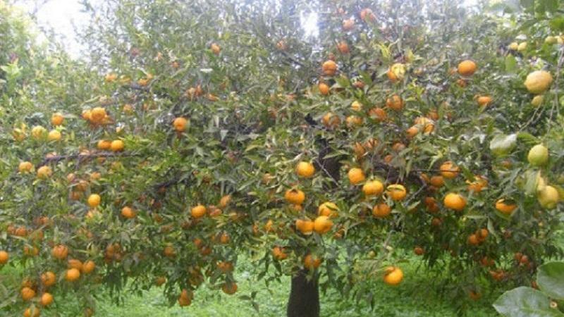 Strapparono i mandarini dagli alberi, due condanne a Sassari