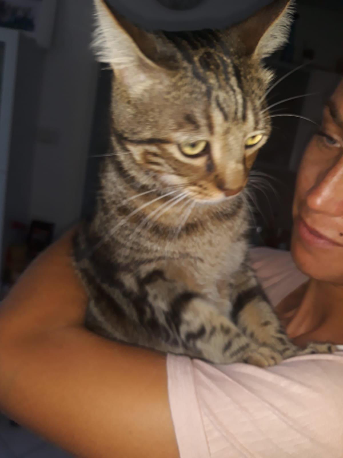 Il gatto Teo ha "avvertito" i proprietari della presenza dei ladri in casa