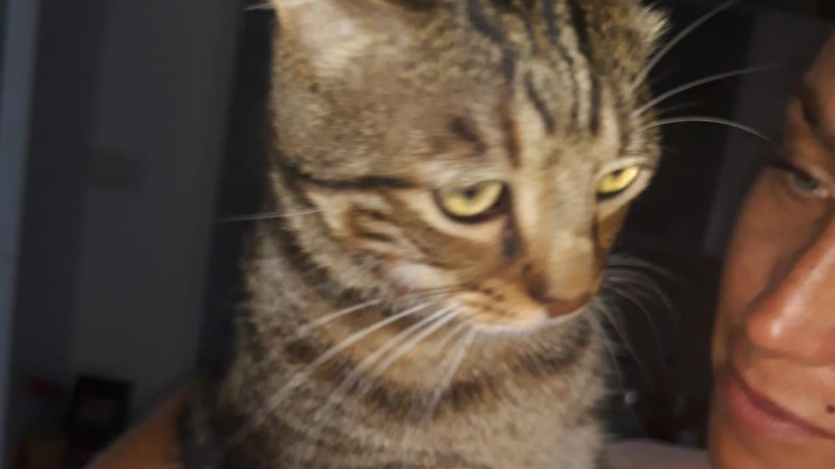 Il gatto Teo ha "avvertito" i proprietari della presenza dei ladri in casa