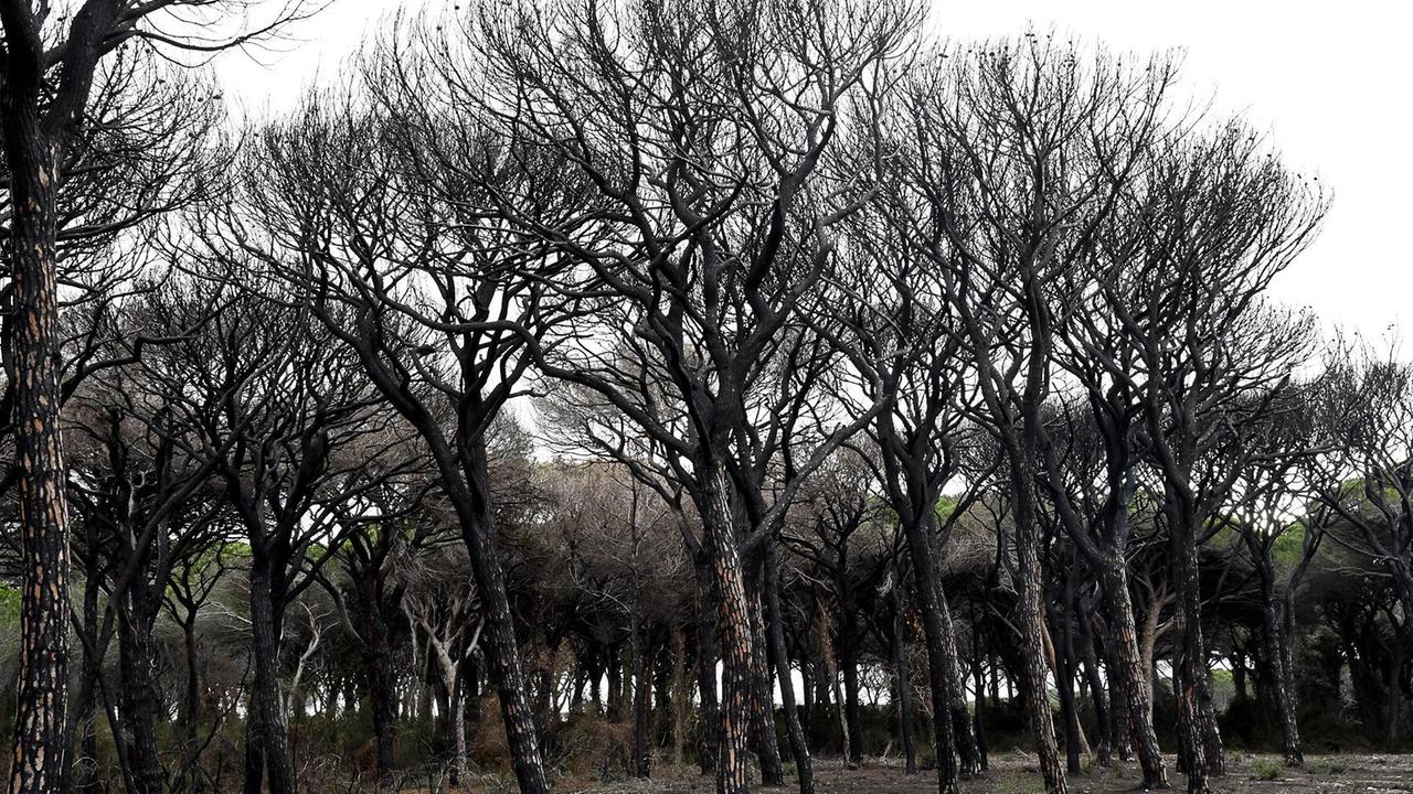I pini carbonizzati in via dei Platani a Marina di Grosseto (foto Agenzia Bf)