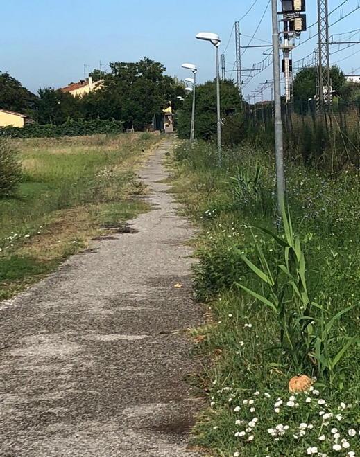 Le erbacce divorano la pista ciclabile Soldi gettati al vento 