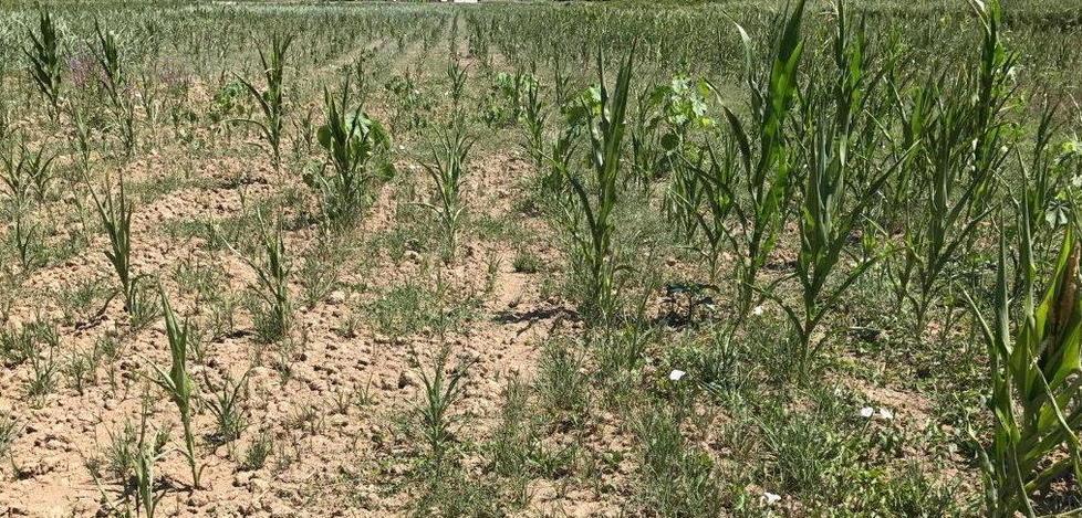 Acquedotti toscani il 38% della rete ha ancora perdite 