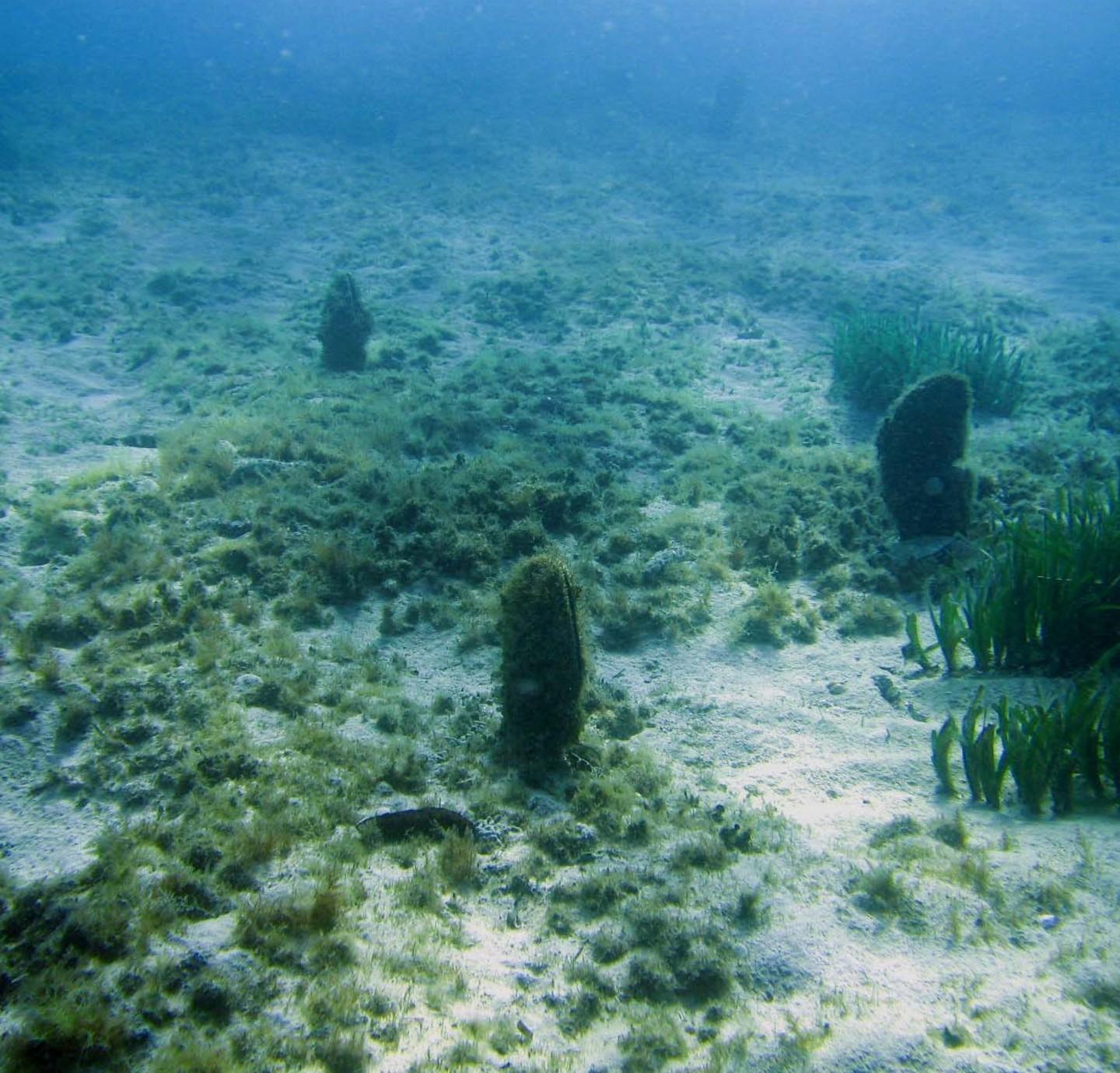 Un’epidemia stermina le nacchere nei mari dell’isola 