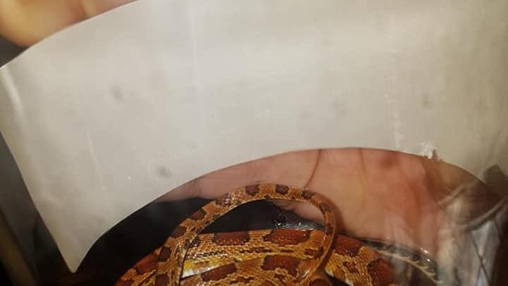 Serpente per strada a Camaiore: recuperato dall'Anpana