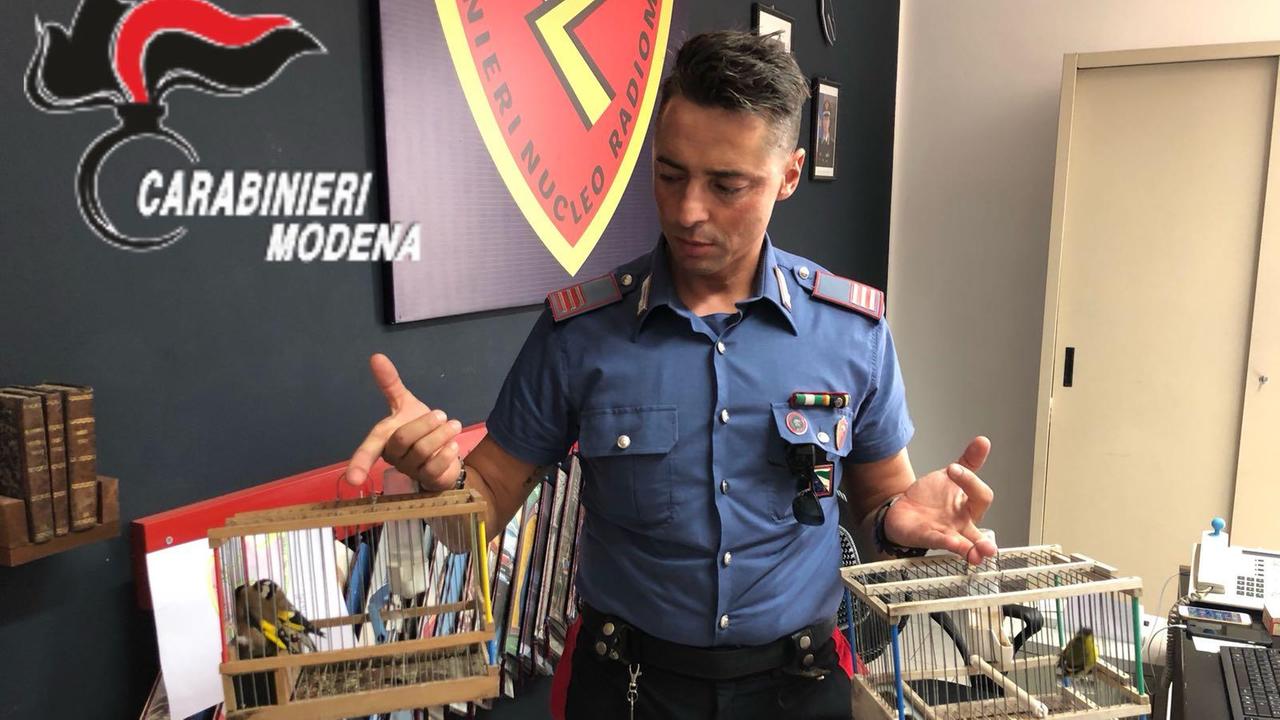Carpi, sequestrati uccelli detenuti illegalmente