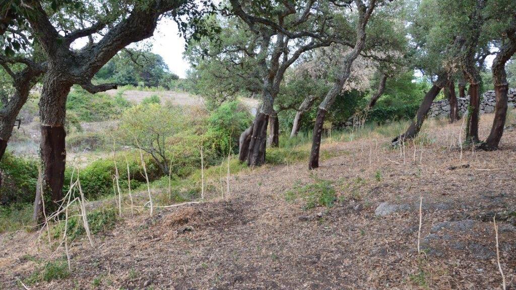 Buddusò, rubano 5 quintali di sughero tagliandolo dagli alberi: arrestati