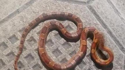 Panico nel centro storico per un serpente rosso