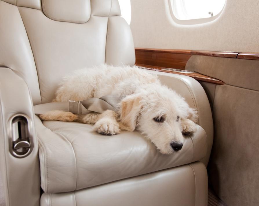 Jet privato Sardegna-Russia per Fido che non si sente bene