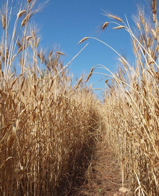 Produzione di cereali in calo Mercato e burocrazia all’indice 