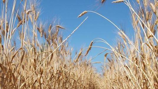 Produzione di cereali in calo Mercato e burocrazia all’indice