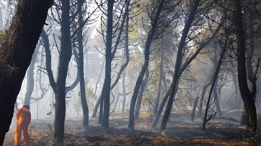 Un incendio devasta la pineta della Lecciona