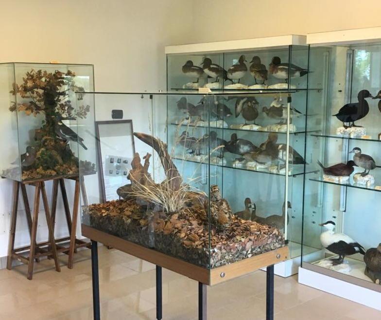 Il Museo di Storia naturale torna in vita a Villa Pertusati