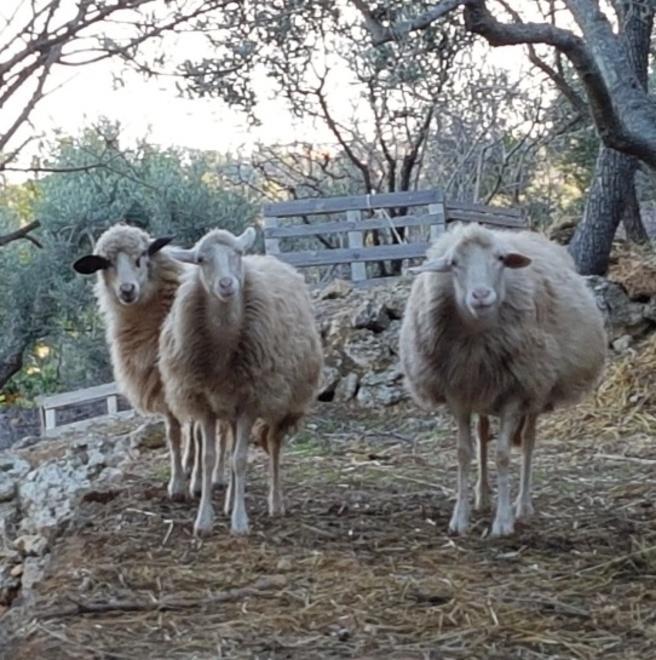 Animali da salvare Il rifugio di Catia diventa un’associazione