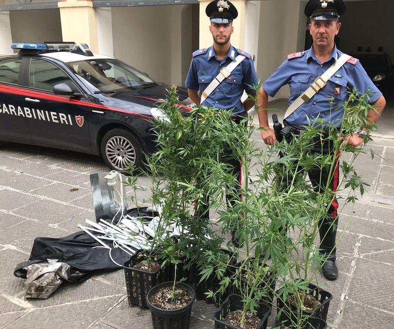 Coltiva canapa in casa Blitz dei carabinieri arrestato un giovane 