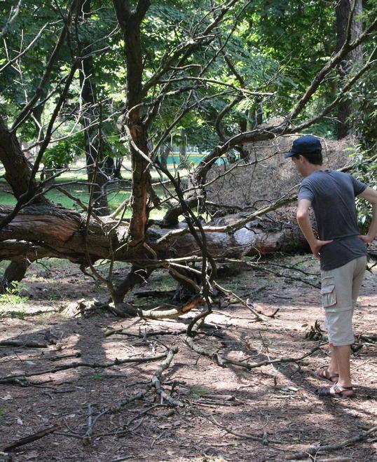 Crolla un altro albero in Pineta Oltre 400 le piante a rischio 
