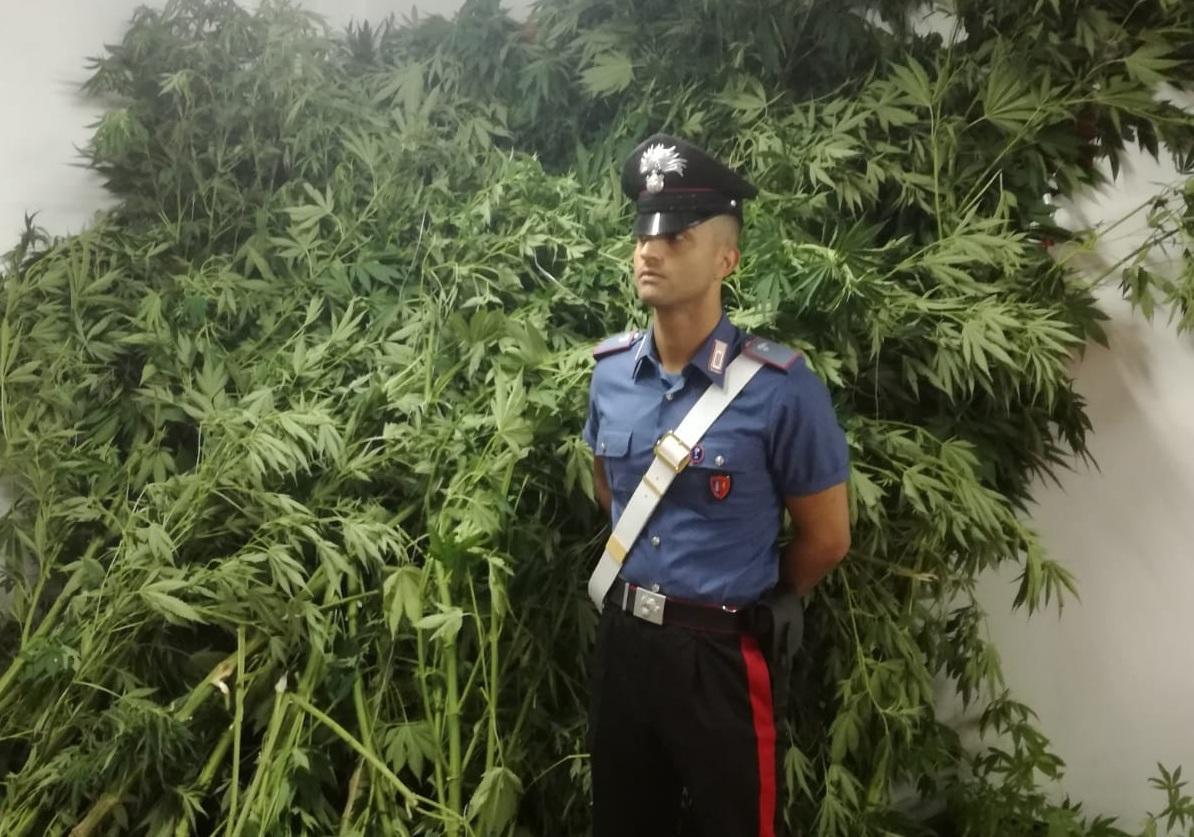 Piantagione di marijuana in casa: giovane arrestato