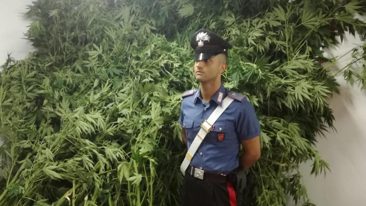 Piantagione di marijuana in casa: giovane arrestato