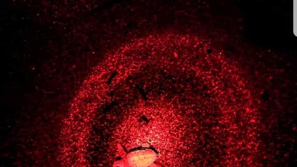 La prima tartarughina fa capolino dalla spiaggia di Rimigliano