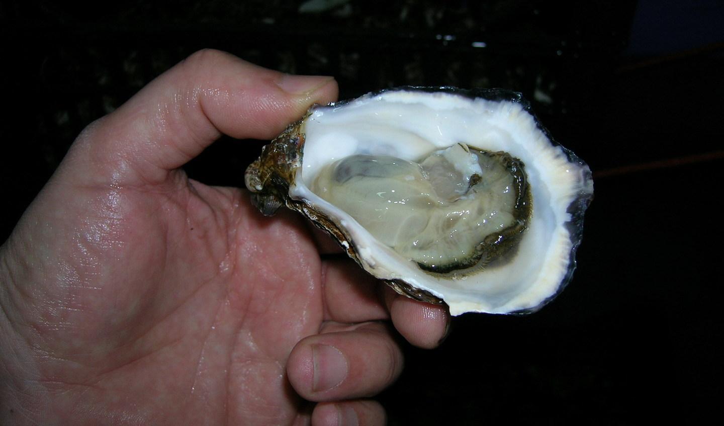 Il paradiso delle ostriche negli stagni dell’isola 