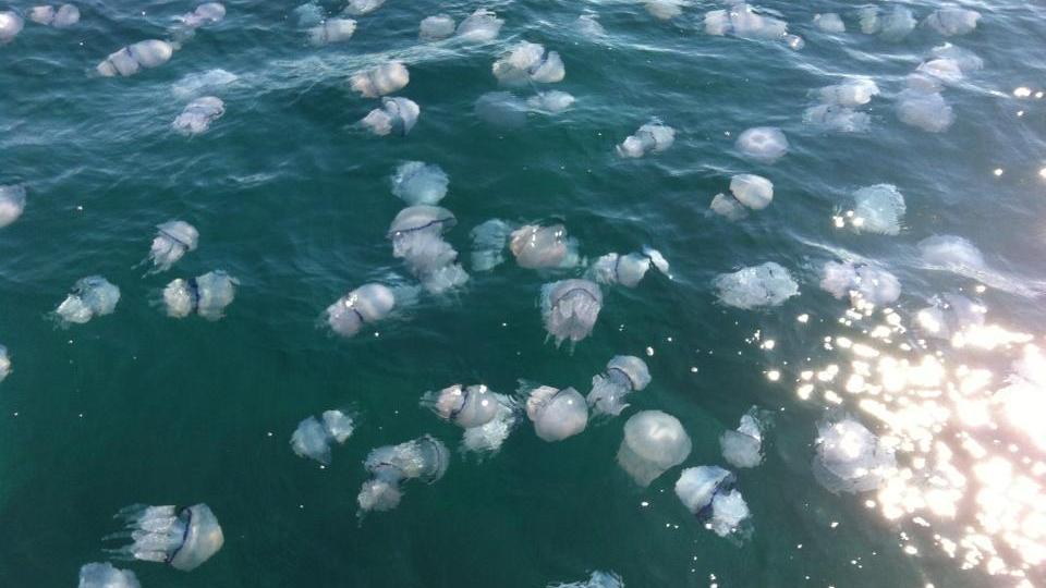 "Attaccata" da decine di meduse: lucchese di 25 anni rischia lo choc anafilattico