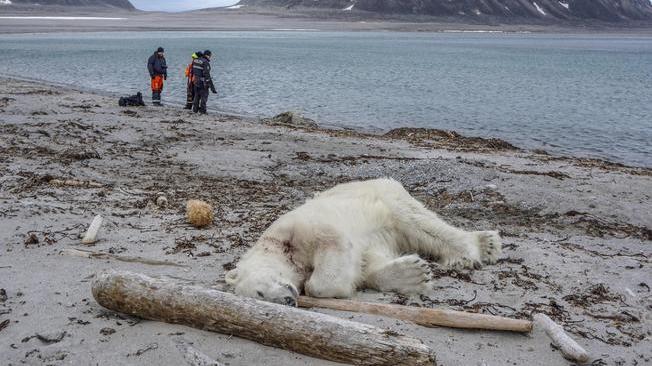 Polemiche per orso ucciso alle Svalbard