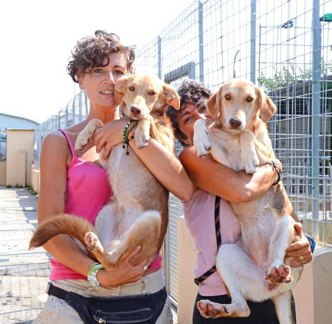 Abbandonati in sei mesi 700 cani e gatti 