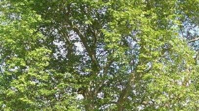 Alberi monumentali in pericolo a Pisa Lucca e sulla costa