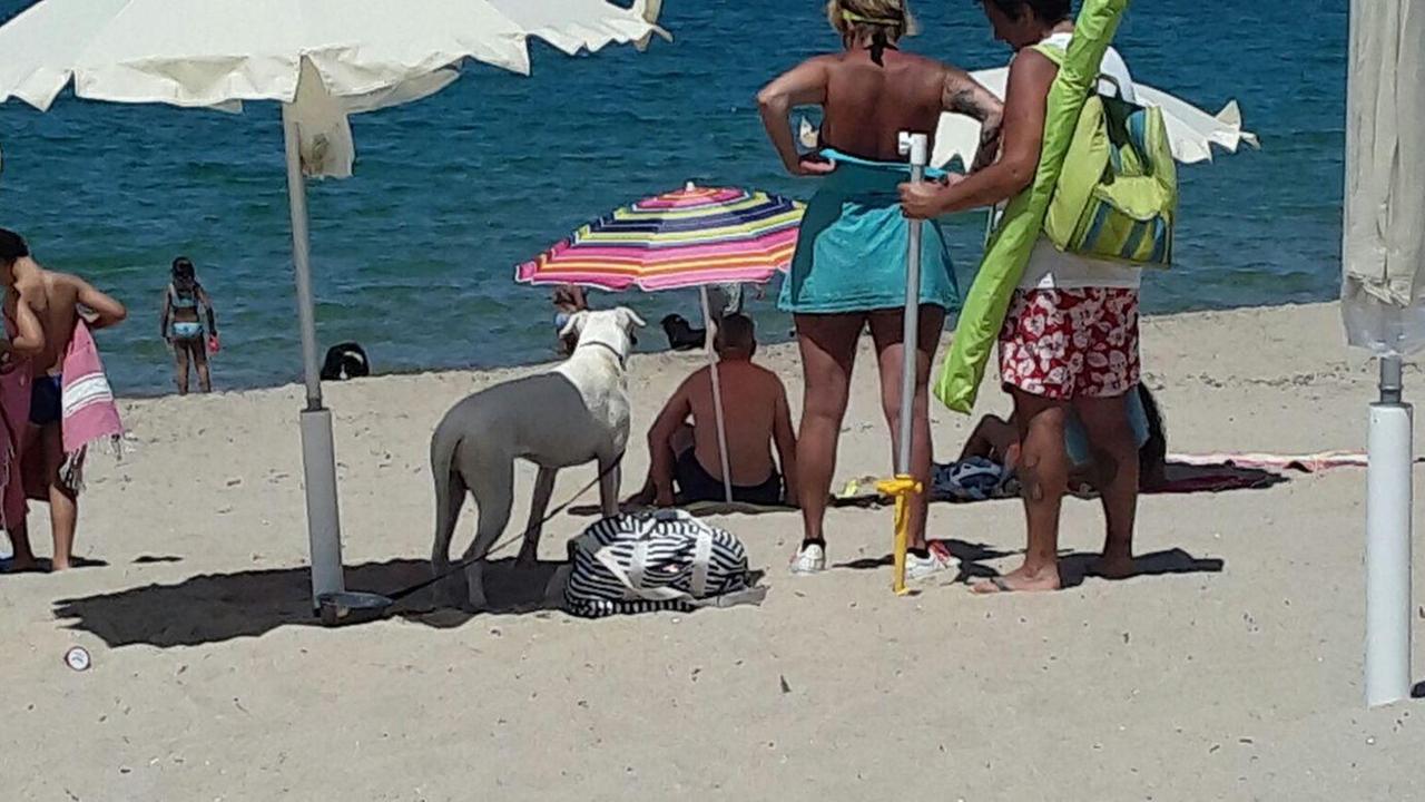 La dog beach di Badesi tra le migliori 13 d’Italia 