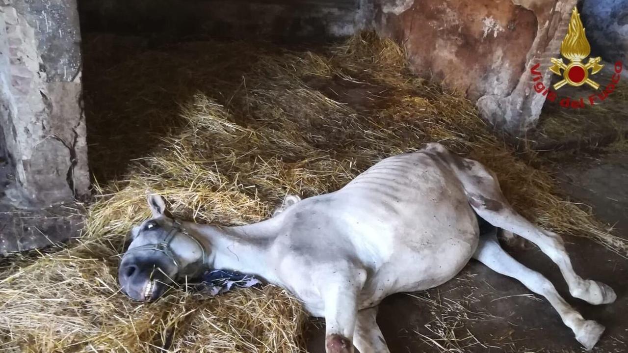 Soccorso a una cavalla, intervengono i vigili del fuoco