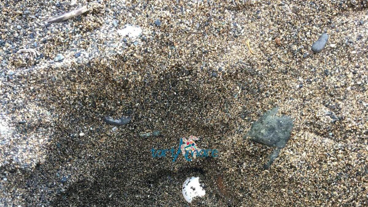 Le uova di tartaruga ritrovate in spiaggia