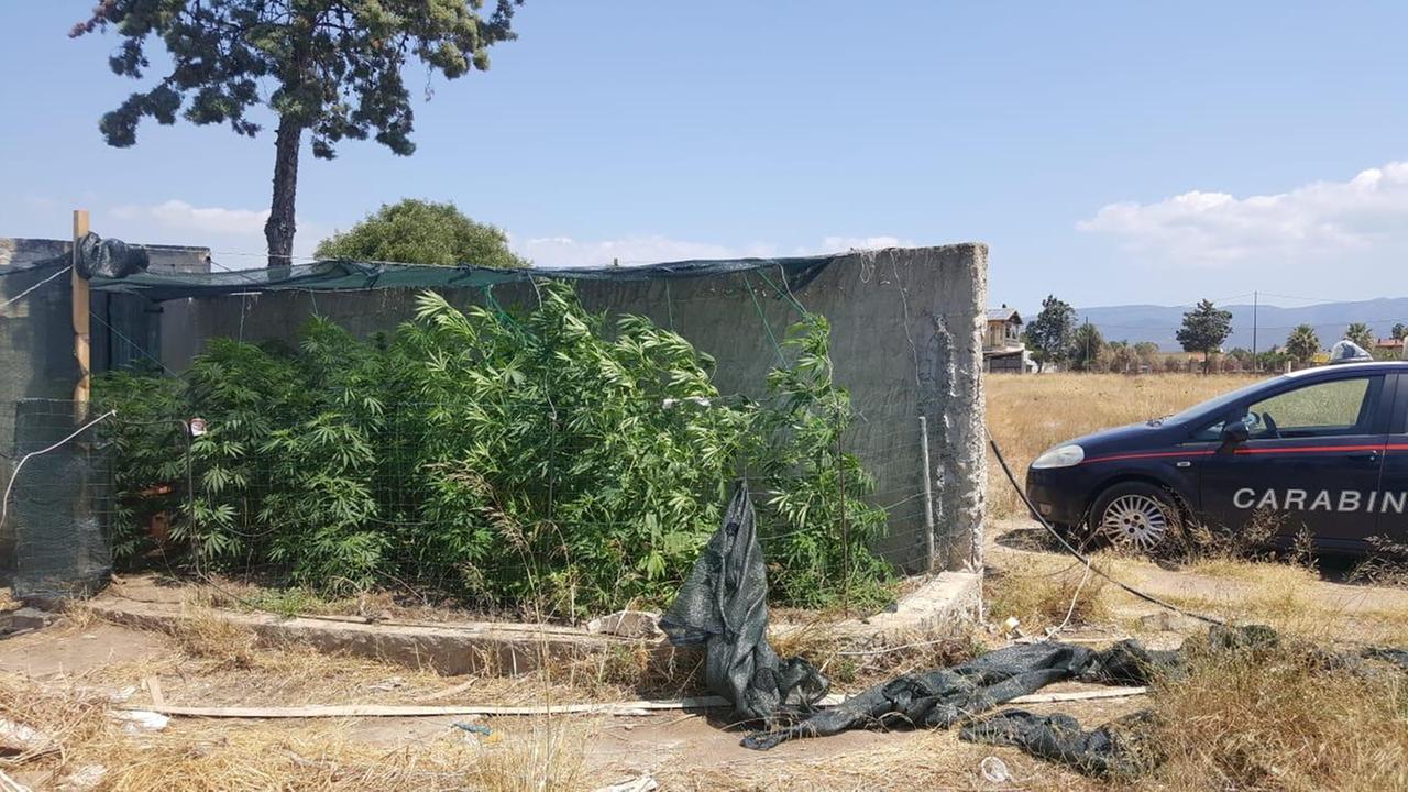 Pensionato arrestato per coltivazione di marijuana