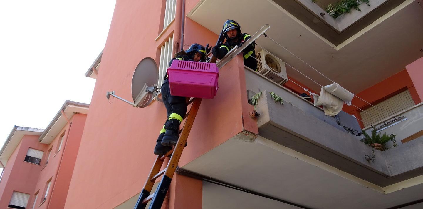 Sassari, catena umana per salvare due cagnette abbandonate in un terrazzo