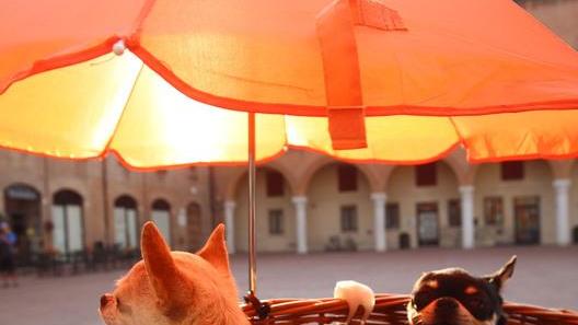 A Ferrara lo scudetto del caldo: attenzione ai colpi di sole