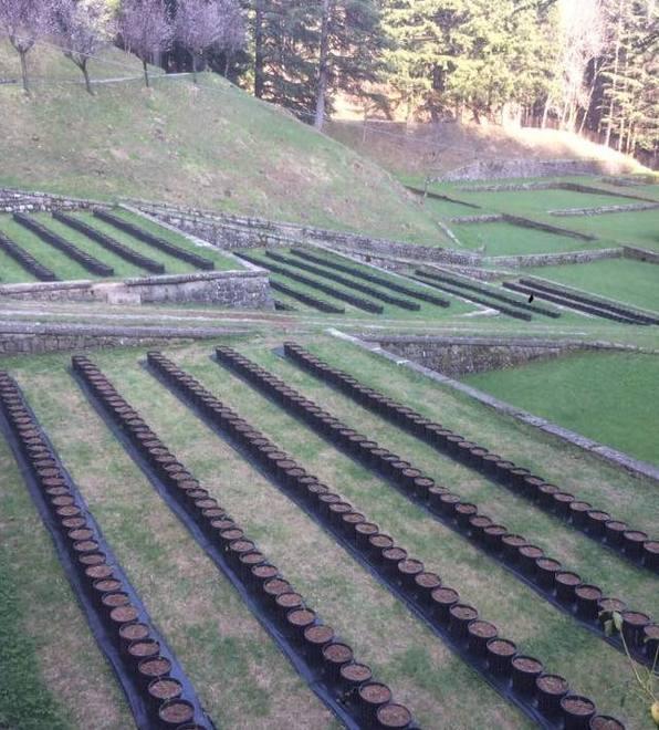 Terrazzamenti di frutti di bosco nel vivaio della Foresta del Teso 