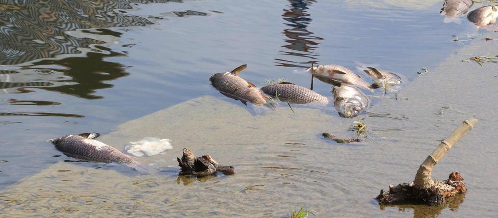 Poco ossigeno nell’acqua: strage di pesci nel Bisenzio