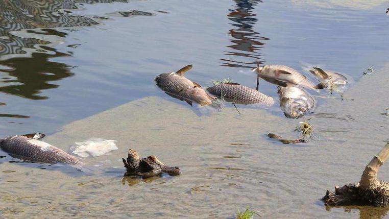 Poco ossigeno nell’acqua: strage di pesci nel Bisenzio