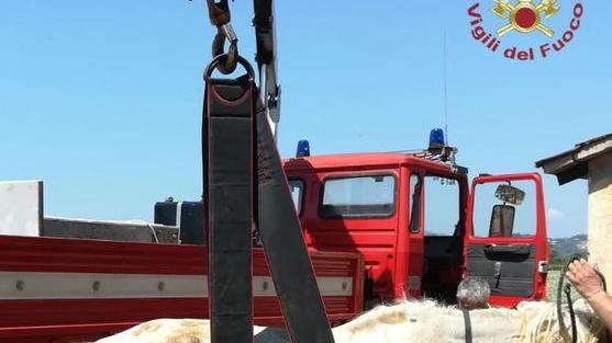 La cavalla Bianca ok dopo le cure