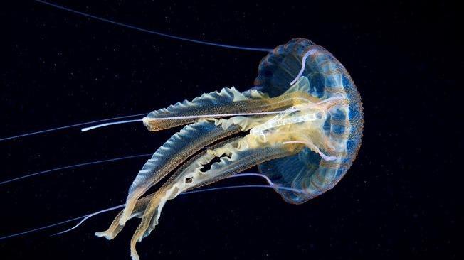 Bimba italiana di 7 anni uccisa da una medusa killer 