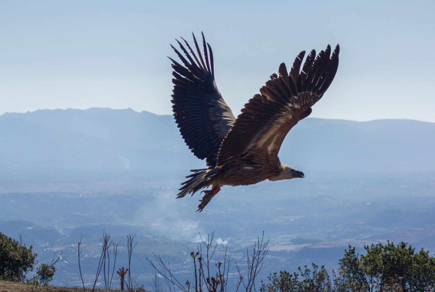 Sassari, alla facoltà di Veterinaria un corso in inglese sulla fauna selvatica 
