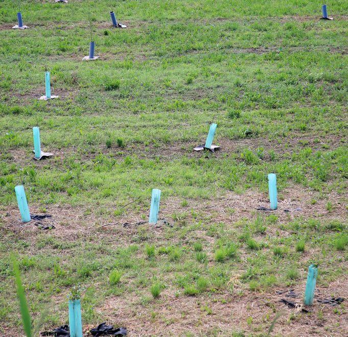 «Sulla polemica per gli alberi c’è chi ha dato il peggio di sé» 