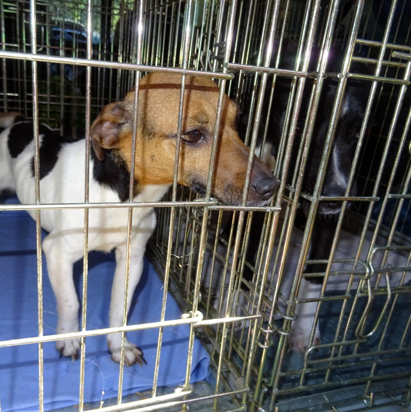 Il canile Lida “coccola” i due cuccioli abbandonati 