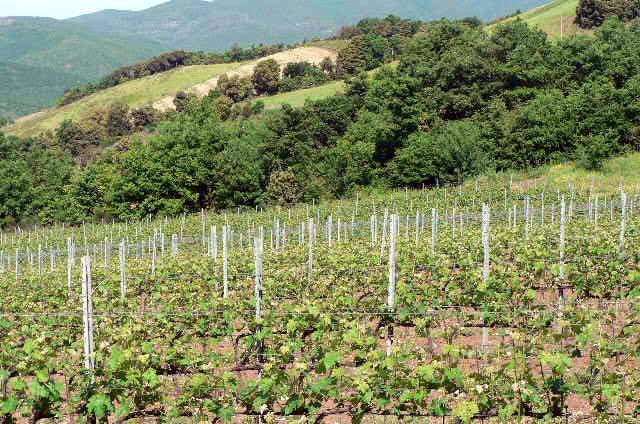 Via libera a 18 progetti per i settori olio e vino Contributi della Regione