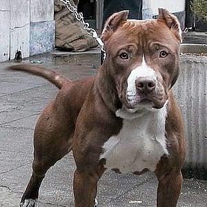 Un cane di razza pitbull (archivio)