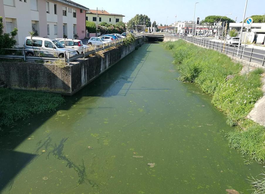 Fosso Farabola invaso dalle alghe non rimosse nonostante Arpat