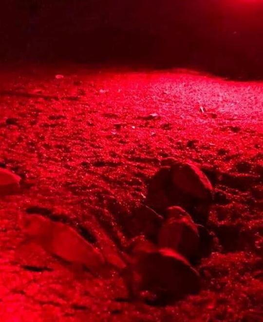 Tartarughina solitaria si tuffa in mare alle 4,30 