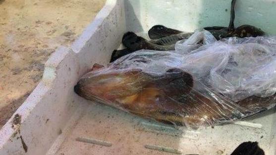 Pesce scaduto nei ristoranti sequestri della Capitaneria