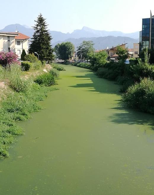 Arpat: l’alga non è tossica